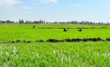Two Decades of Transforming Rice Farming in Africa: The CARD story