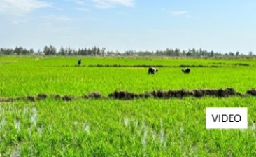 Two Decades of Transforming Rice Farming in Africa: The CARD story [VIDEO]